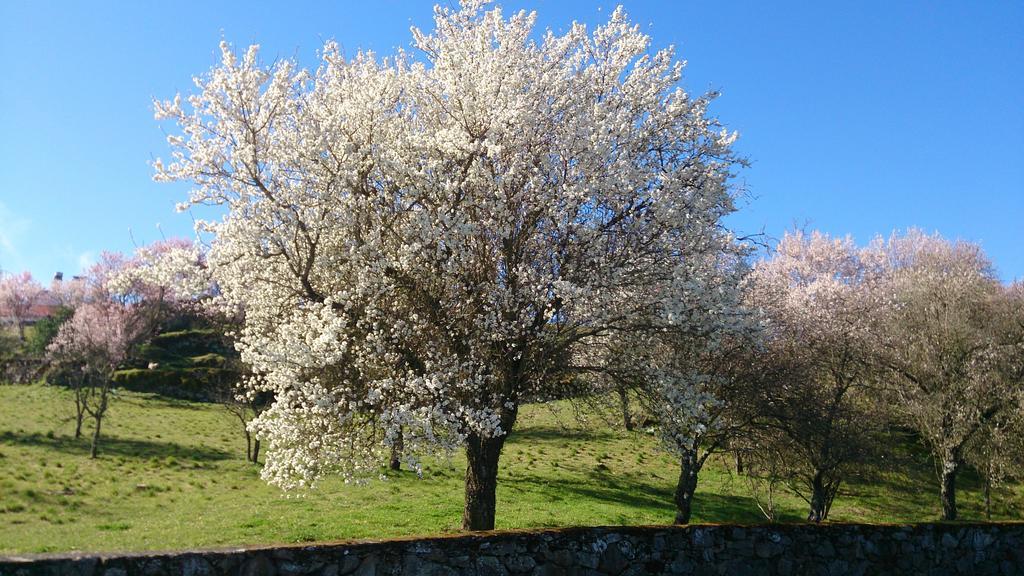 Flor Do Douro - Comercio E Hotelaria, Lda Miranda do Douro Bagian luar foto